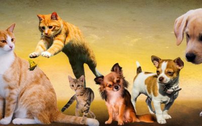 Give Your Best Friend The Health They Deserve