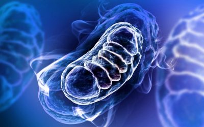 Mighty Mitochondria & NRF1 Signalling Pathway